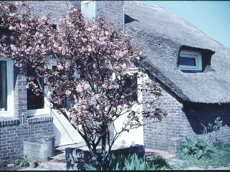 Kijkduin - de Japanse Kers in de achtertuin - 3-1961